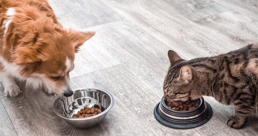 Que Pasa Si Los Gatos Comen Croquetas De Perro